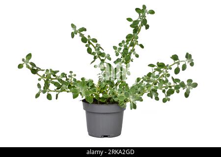 Potted 'Helichrysum Petiolare' plant on white background Stock Photo