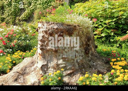 Tree stump, Baumstumpf, tronco d'albero. Old things pass away, new things emerge. Altes vergeht, Neues entsteht Stock Photo