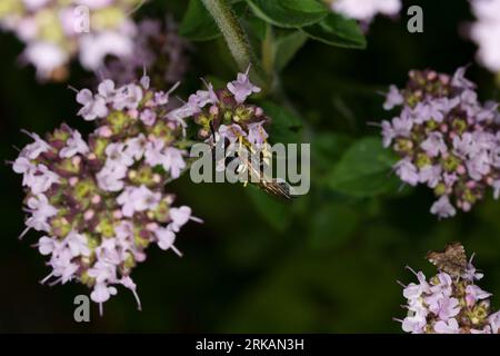 Philanthus triangulum European beewolf on Oregano flowers Stock Photo
