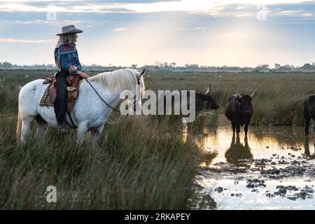 Cowboy carrying a long cattle prod near a herd of bulls, Camargue, France Stock Photo