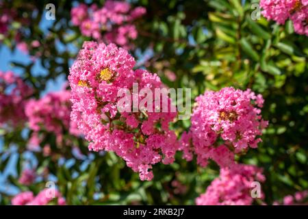 Lagerstroemia indica in blossom. Beautiful pink flowers on Сrape myrtle tree on blurred green background. Selective focus. Stock Photo