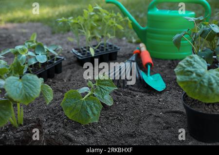 Young seedlings in ground, watering can, rake and shovel outdoors Stock Photo