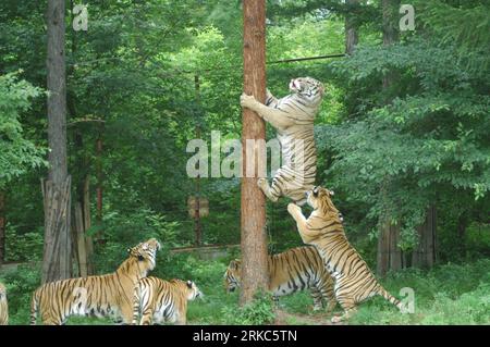 Bildnummer: 54675336  Datum: 12.07.2010  Copyright: imago/Xinhua (101124) -- MUDANJIANG, Nov. 24, 2010 (Xinhua) -- File photo taken on July 12, 2007 shows Siberian tigers attempting to climb up a tree during a wildlife training in the Siberian tiger preservation park in Mudanjiang, northeast China s Helongjiang Province. It is estimated that there are merely 50-60 wild tigers surviving in China. More tigers are artificially bred in captivity. The wildness of those tigers raised in captivity has degenerated, thus leading to difficulties for their natural mating and wild living. They have become Stock Photo