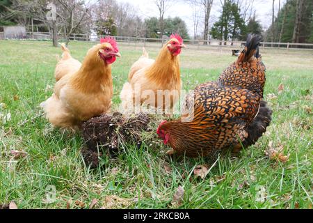 Chickens foraging free range Stock Photo