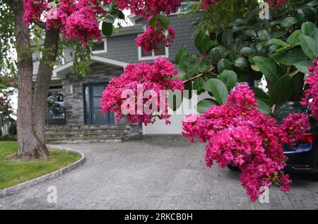 Crepe myrtle tree in bloom Stock Photo