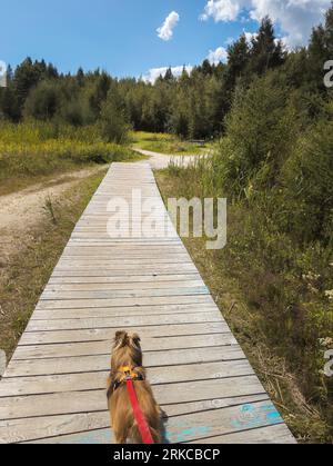 Dog on a wooden walkway in the forest. Sunny day. Stock Photo