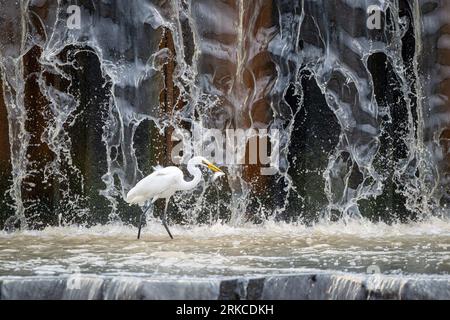 A Great Egret wades through shallow water on the Warrego Weir dam wall carrying prey in its bill  having just caught this nice little perch. Stock Photo