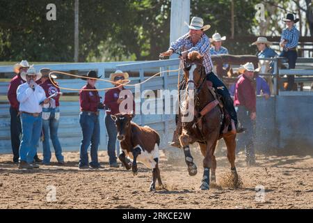 A cowboy twirls his lassoo as he rides down the calf in the individual rope and tie rodeo event at the 2023 Mareeba Rodeo. Stock Photo