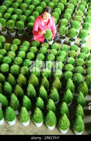 Bildnummer: 54760419  Datum: 18.12.2010  Copyright: imago/Xinhua (101219) -- LINYI, Dec. 19, 2010 (Xinhua) -- A woman checks the Christmas trees made from grass in Linyi of east China s Shandong Province, Dec. 18, 2010. A craftwork manufacturer in Linyi designs and makes eco-friendly Christmas decorations with grass, wicker, iron wires, etc, and the Christmas products of the manufacturer are welcomed in European and American countries. (Xinhua/Zhang Chunlei) (zhs) CHINA-SHANDONG-ECO-FRIENDLY-CHRISTMAS-DECORATIONS (CN) PUBLICATIONxNOTxINxCHN Gesellschaft Weihnachten kbdig xng 2010 hoch o0 Pflan Stock Photo