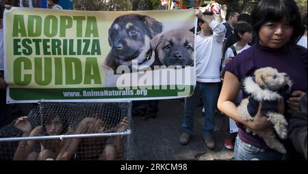 Bildnummer: 54780912  Datum: 02.01.2011  Copyright: imago/Xinhua (110102) -- MEXICO CITY, Jan. 02, 2011 (Xinhua) -- Activists from animal rights group AnimaNaturalis take parts in a protest against buy and sale of pets in Mexico City, Mexico, Jan. 2, 2011. According to this organization, which encourages the adoption of homeless animals, eight out of ten dogs are abandoned by their owners, leaving 3 million animals in the streets of Mexico City. (Xinhua/Bernardo Montoya) (yc) MEXICO-PROTEST-ANIMAL RIGHT PUBLICATIONxNOTxINxCHN Gesellschaft Tierschutz Demonstration kbdig xsp 2011 quer  o0 Tiersc Stock Photo