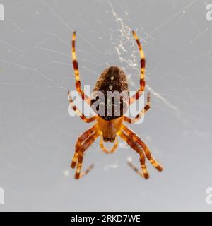 A Cross Orb weaver spider male hangs head down on web. Stock Photo