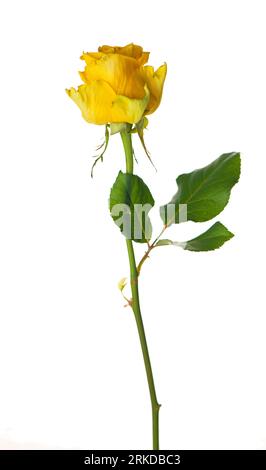 One beautiful yellow rose isolated on white Stock Photo