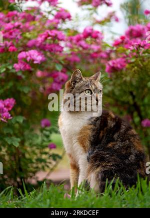 A cute homemade tricolor cat sits on the path under a bush of blooming roses on her yard. Beauty in nature, pet care, human next to animals Stock Photo