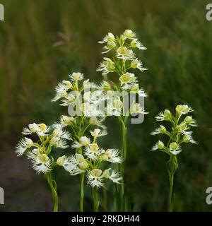 The Western Prairie Fringed Orchid blooming in the Tall Grass Prairie Reserve near Stuartburn, Manitoba, Canada. Stock Photo