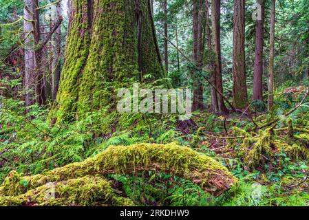 Rainforest scene in Francis King Regional Park, Vancouver Island, British Columbia, Canada. Stock Photo