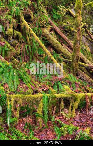 Moss covered trees and logs in Goldstream Provincial Park, Vancouver Island, British Columbia, Canada. Stock Photo