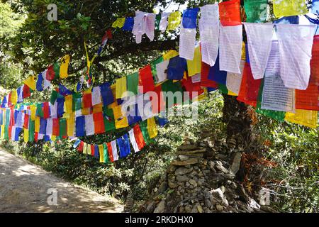 Dozens of prayer flags in red, white, yellow, blue and green draped among the trees on the rugged trail to Tiger's Nest Monastery, near Paro, Bhutan. Stock Photo