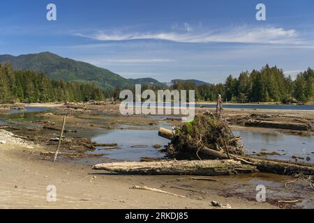 A sandy river bed and tidal inlets in the coastal forest near Port Renfrew, British Columbia, Canada. Stock Photo