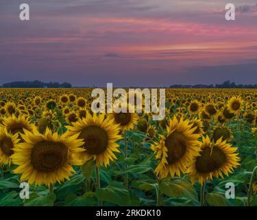 A field of sunflowers at sunset near Plum Coulee, Manitoba, Canada. Stock Photo