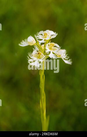 The Western Prairie Fringed Orchid blooming in the Tall Grass Prairie Reserve near Stuartburn, Manitoba, Canada. Stock Photo