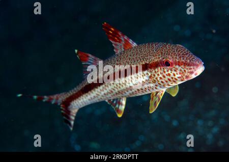 Freckled Goatfish, Upeneus tragula, Liberty Wreck dive site, Tulamben, Karangasem, Bali, Indonesia Stock Photo