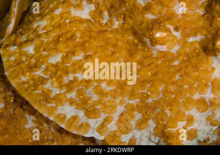Acoel Flatworms, Waminoa sp, on coral, Liberty Wreck dive site, Tulamben, Karangasem, Bali, Indonesia Stock Photo