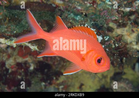 Whitetip Soldierfish, Myripristis vittata, Liberty Wreck dive site, Tulamben, Karangasem, Bali, Indonesia Stock Photo