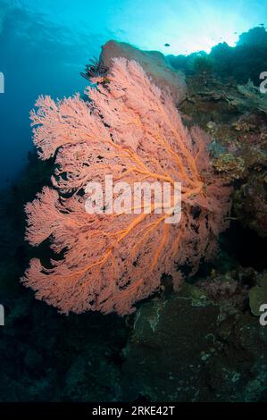 Sea Fan, Melithaea sp, with sun in background, Run Island dive site, Banda Neira, Maluku, Banda Sea, Indonesia Stock Photo