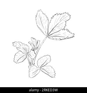 Vector, line illustration of strawberry leaf, strawberry hand drawn. Isolated plant leaf on white background drawn in ink. Print for fabric, packaging Stock Vector