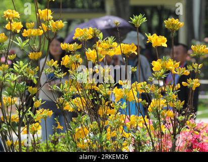 Bildnummer: 55271269  Datum: 18.04.2011  Copyright: imago/Xinhua (110418) -- NANJING, April 18, 2011 (Xinhua) -- come to enjoy Azalea at a park in Nanjing, capital of east China s jiangsu Province, April 18, 2011. The 9th China Azalea Exhibition kicked off here on Monday, showcasing over 200 kinds of Azalea from more than 30 cities around China. (Xinhua/Sun Can) (cxy) CHINA-JIANGSU-NANJING-AZALEA (CN) PUBLICATIONxNOTxINxCHN Pflanzen kbdig xub 2011 quer  o0 Frühling, Jahreszeit, Blüte, Blume, Azalee    Bildnummer 55271269 Date 18 04 2011 Copyright Imago XINHUA  Nanjing April 18 2011 XINHUA Come Stock Photo