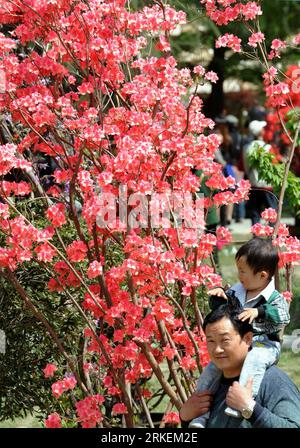 Bildnummer: 55271267  Datum: 18.04.2011  Copyright: imago/Xinhua (110418) -- NANJING, April 18, 2011 (Xinhua) -- Visitors enjoy themselves by a Azalea tree at a park in Nanjing, capital of east China s jiangsu Province, April 18, 2011. The 9th China Azalea Exhibition kicked off here on Monday, showcasing over 200 kinds of Azalea from more than 30 cities around China. (Xinhua/Sun Can) (cxy) CHINA-JIANGSU-NANJING-AZALEA (CN) PUBLICATIONxNOTxINxCHN Pflanzen kbdig xub 2011 hoch  o0 Frühling, Jahreszeit, Blüte, Blume, Azalee    Bildnummer 55271267 Date 18 04 2011 Copyright Imago XINHUA  Nanjing Apr Stock Photo