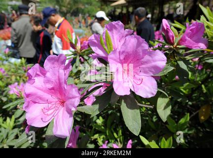 Bildnummer: 55271264  Datum: 18.04.2011  Copyright: imago/Xinhua (110418) -- NANJING, April 18, 2011 (Xinhua) -- come to enjoy Azalea at a park in Nanjing, capital of east China s jiangsu Province, April 18, 2011. The 9th China Azalea Exhibition kicked off here on Monday, showcasing over 200 kinds of Azalea from more than 30 cities around China. (Xinhua/Sun Can) (cxy) CHINA-JIANGSU-NANJING-AZALEA (CN) PUBLICATIONxNOTxINxCHN Pflanzen kbdig xub 2011 quer o0 Frühling, Jahreszeit, Blüte, Blume, Azalee    Bildnummer 55271264 Date 18 04 2011 Copyright Imago XINHUA  Nanjing April 18 2011 XINHUA Come Stock Photo