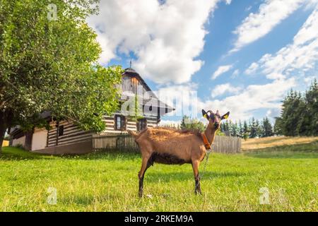 countryside with a goat grazing in a meadow near the traditional wooden house log cabin, Slovakia Stock Photo