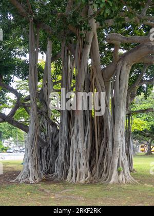 The magnificent Banyan tree (Ficus benghalensis) with it's aerial roots ...