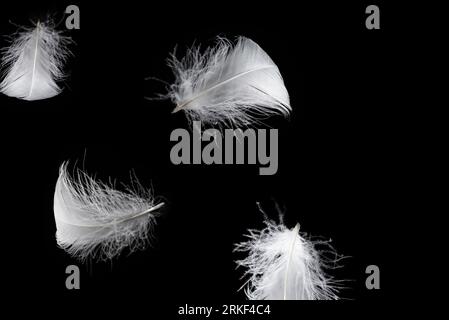 White floating feather isolated on a black background. Stock Photo