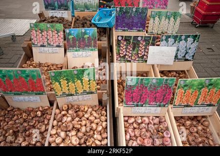 Bulbs of plants for sale at Bloemenmarkt, floating flower market on the Singel canal, Amsterdam, Netherlands Stock Photo