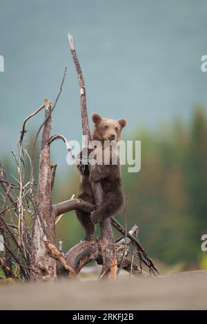 Brown bear cub climbs a tree. Natural habitat. Summer forest ...