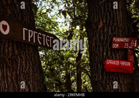 A collection of mountain signs hanging on two trees for directions with green leaves in the background Translation: Grgeteg Stock Photo