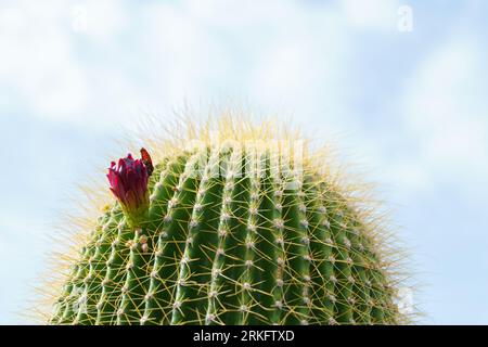 close-up of a Neobuxbaumia Polylopha cactus with colorful flowers Stock Photo