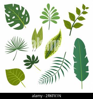 Set of green forest leaves Stock Vector