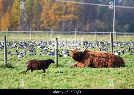Highland cattle bovine with long horns laying on the ground and a sheep walking by in stall and large flock of barnacle geese behind a fence with Autu Stock Photo