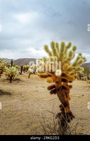 Cholla cactus close up  and stormy dramatic sky with dark clouds in the Joshua Tree national park, California Stock Photo