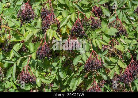 Closeup view of clusters of black berries and green foliage of sambucus nigra shrub aka black elder or elderberry in bright sunlight Stock Photo