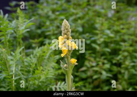 Great mullein (Verbascum thapsus) plant - the flowering head portrait. Its candle-like flower spikes rise from rosettes of furry, silver-green leaves. Stock Photo