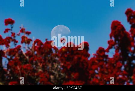 A full moon rising behind a vibrant field of red flowers, set against a beautiful blue sky. Stock Photo
