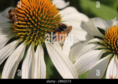 Spring Bumble Bee on White Flowers Echinacea Close Up Insects Macro Stock Photo