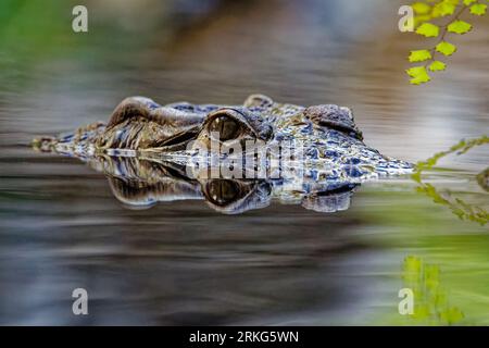 A large alligator swimming in a tranquil pond, with its head above the water's surface Stock Photo