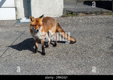 Fox in parking lot Stock Photo