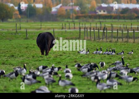 Highland cattle bovine with long horns walking in stall with large flock of barnacle geese on the ground on October afternoon in Helsinki, Finland. Stock Photo