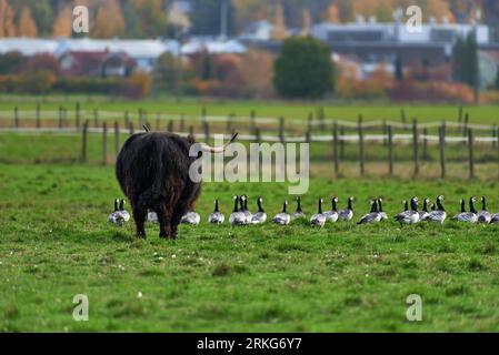 Highland cattle bovine with long horns walking in stall with large flock of barnacle geese on the ground on October afternoon in Helsinki, Finland. Stock Photo